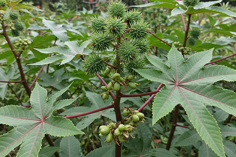 Haitian Black Castor Oil vs. Regular: Benefits Compared