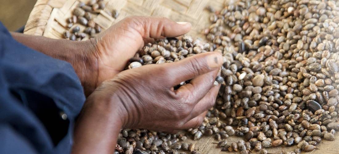 Hands holding Haitian castor seeds