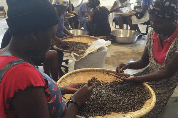 Newsletter: Castor Oil For Hair Growth