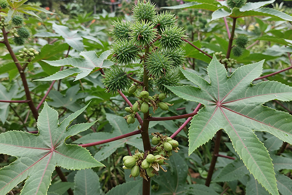Haitian Black Castor Oil vs. Regular: Benefits Compared