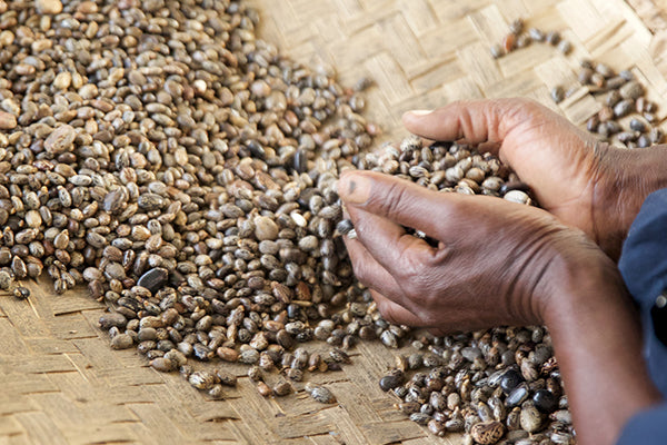 How Castor Oil Is Made