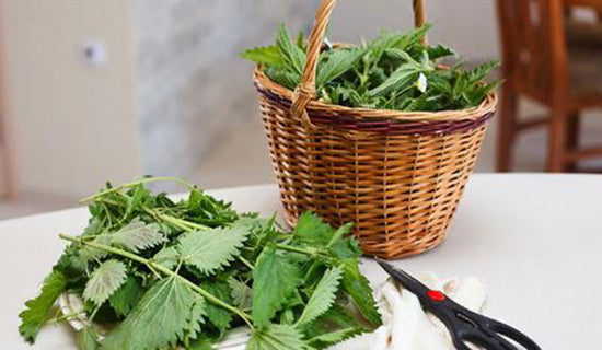 Nettle Leaves