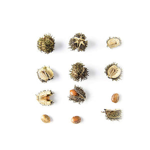 Haitian black castor seeds for Kreyòl Essence's castor oil growth trio, showcasing natural seed ingredients.