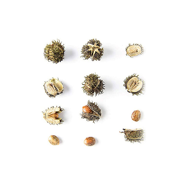 Haitian black castor seeds for Kreyòl Essence's castor oil growth trio, showcasing natural seed ingredients.