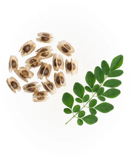 wild harvested moringa